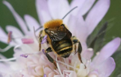 Osmia leaiana